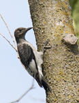 Red headed Woodpecker 0239